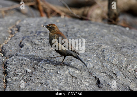 Rusty Blackbird (Euphagus carolinus) su roccia Foto Stock