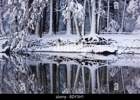 Coperta di neve di pini e di riflessione speculare nel fiume Merced, Yosemite National Park, California, Stati Uniti d'America. Foto Stock