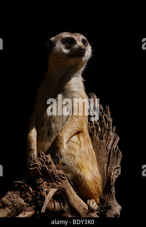 Meerkat (Suricata suricatta) guardando curioso Foto Stock