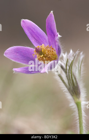 "Pasque Flower (Pulsatilla vulgaris) Foto Stock