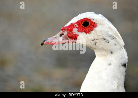 Anatra muta (Cairina moschata), femmina Foto Stock