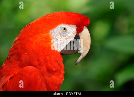 Scarlet Macaw (Ara macao) Foto Stock