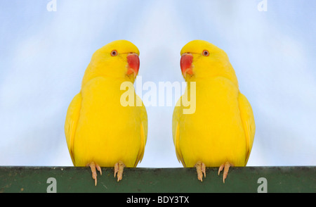 Parrocchetto alessandrino o pappagallo alessandrina (Psittacula eupatria) coltivato razza Foto Stock
