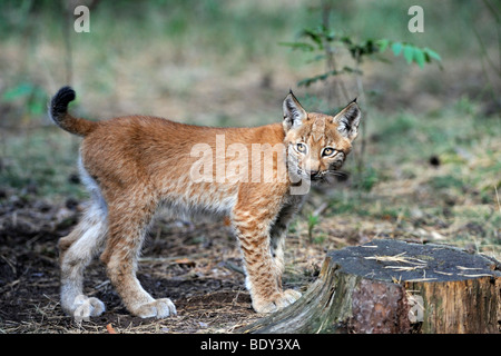 Giovani eurasiatica (Lynx Lynx lynx) Foto Stock