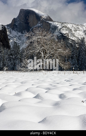 Cumuli di neve, cuocere il prato, lone elm e Half Dome, Yosemite National Park, California, Stati Uniti d'America. Foto Stock