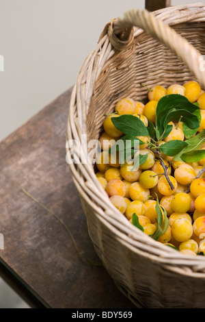 Mirabelle le prugne in un cestello di raccolta costituita da un intreccio di vimini mesh Foto Stock