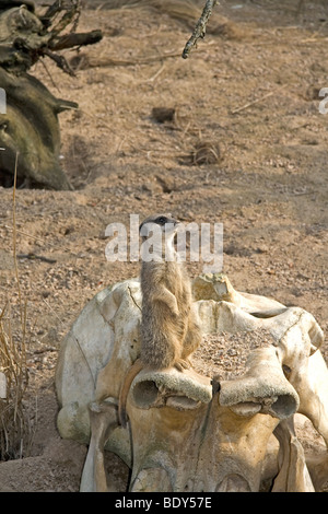 Meerkat vegliare presso lo Zoo di Londra Foto Stock