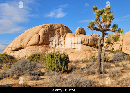 Joshua Tree (Yucca brevifolia) davanti a formazioni monzogranite, Joshua Tree National Park, Palm Desert, la California del Sud Foto Stock