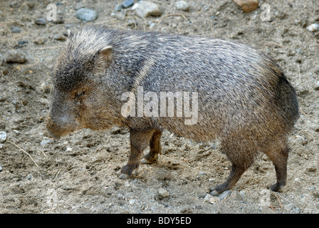 A collare, pecari Javelina (Tayassu tajacu), Living Desert Park, Palm Desert, CALIFORNIA, STATI UNITI D'AMERICA Foto Stock