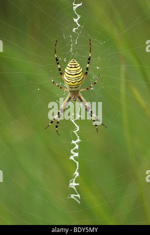 Wasp femmina Spider (Argiope bruennichi) in un sito web Foto Stock