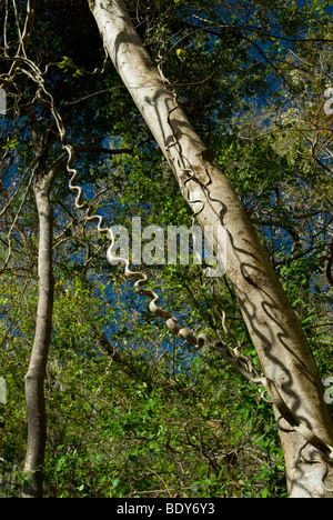 La scaletta di scimmia di vite (Bauhinia glabra), una liana. Foto Stock