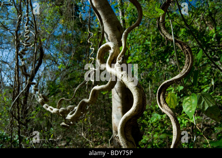 La scaletta di scimmia di vite (Bauhinia glabra), una liana. Foto Stock