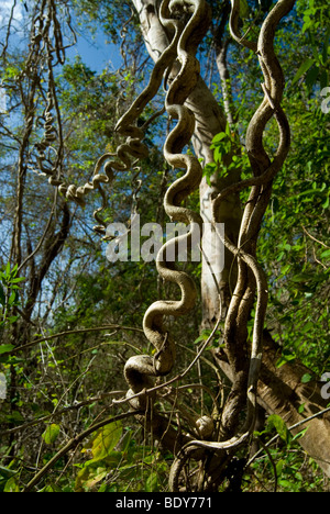 La scaletta di scimmia di vite (Bauhinia glabra), una liana. Foto Stock