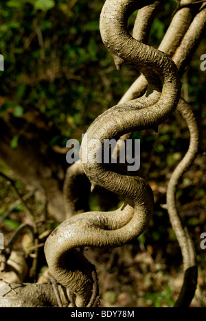 La scaletta di scimmia di vite (Bauhinia glabra), una liana. Foto Stock