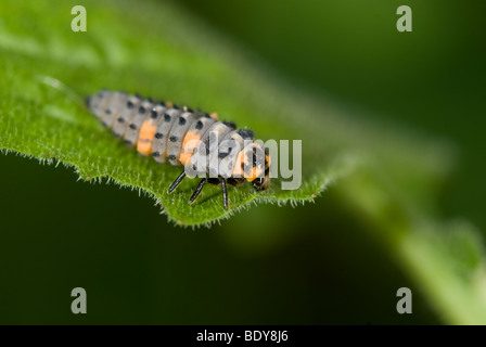 2 spot coccinella, Adalia bipunctata, pupe su una foglia Foto Stock