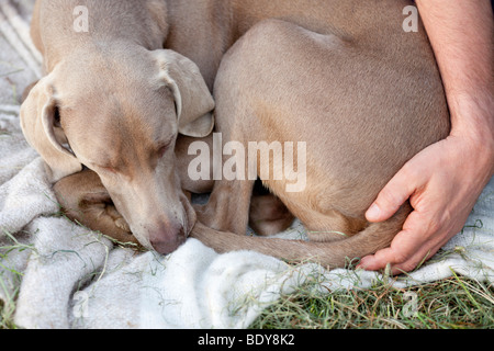 Cane giacente su un manto in erba Foto Stock