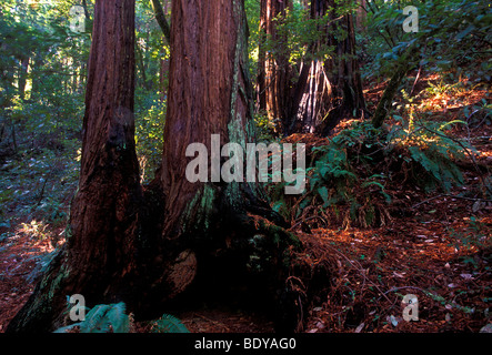 Alberi di sequoia gigante sequoia gigante, Redwoods, Muir Woods National Monument, Muir Woods, monumento nazionale, California, Stati Uniti, California Foto Stock