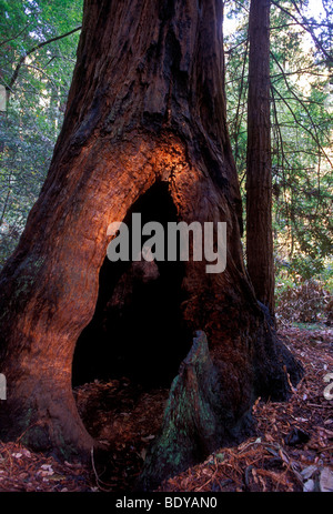 Alberi di sequoia gigante sequoia gigante, Redwoods, Muir Woods National Monument, Muir Woods, monumento nazionale, California, Stati Uniti, California Foto Stock