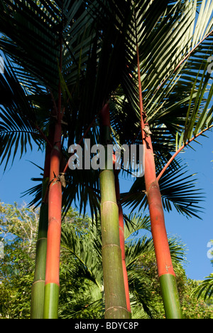 Rosso Ceralacca Palm (Cyrtostachys renda), molte piante. Foto Stock