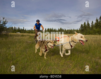 Alaskan Huskies, tirando una mountain bike, donna bikejoring, cane sport, pastosità del cane, terra asciutta Sled Dog Race, Yukon Territory, Ca Foto Stock