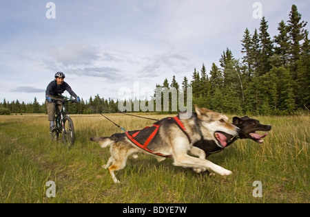 Alaskan Huskies, tirando una mountain bike, donna bikejoring, cane sport, pastosità del cane, terra asciutta Sled Dog Race, Yukon Territory, Ca Foto Stock