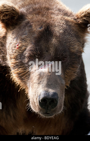 Orso grizzly colpo di testa con grandi cicatrici nella baia di geografica Katmai National Park Alaska Usa America del Nord Foto Stock