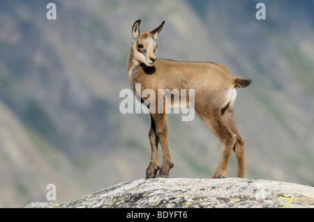 I giovani camosci (Rupicapra rupicapra) permanente sulla lastra di roccia Foto Stock