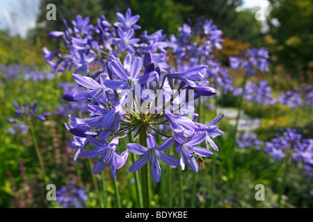 Il giglio del Nilo, giglio azzurro, Giglio africano, Agapanthus comune (Agapanthus praecox ssp. orientalis) Foto Stock