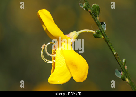 Fioritura di ginestra comune (Cytisus scoparius) (Genista scoparia), pianta velenosa Foto Stock