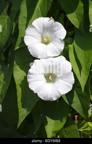 Maggiore fioritura centinodia, Hedge Centinodia, Rutland bellezza (Calystegia sepium ssp. sepium, Convolvulus sepium) Foto Stock