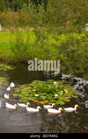 Nove le anatre di bianco su una fattoria laghetto Gressenhall presso il museo di vita rurale in North Norfolk Regno Unito Foto Stock