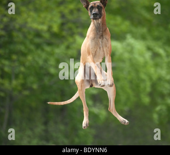 Alano cane salta in aria con entusiasmo Foto Stock