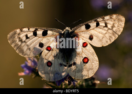 Apollofalter (Parnassius apollo) Apollo, Baden-Württemberg, Germania Foto Stock