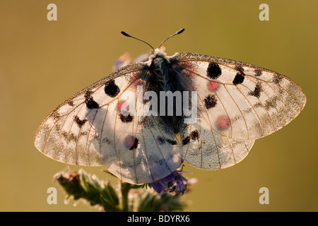 Apollofalter (Parnassius apollo) Apollo, Baden-Württemberg, Germania Foto Stock