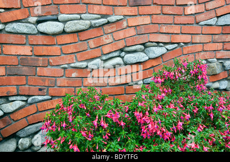 In mattoni e parete di roccia con impianto di fucsia. Bandon Oregon Foto Stock