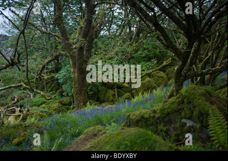 Foreste vergini con campanule, Carsaig Bay, Isle of Mull, Scotland, Regno Unito, Europa Foto Stock