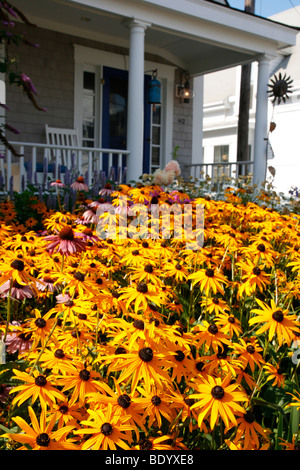 Black-Eyed Susan fiori nella parte anteriore di una casa del Massachusetts. Foto Stock