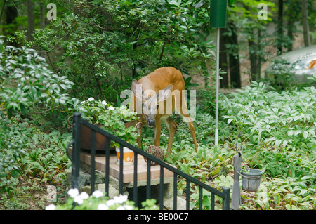 Culbianco cervi, Odocoileus virginianus, nel giardino di fiori di mangiare. Foto Stock