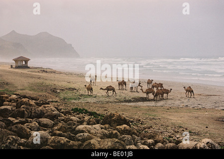 Cammelli sulla spiaggia durante la stagione dei monsoni, a sud della città di Salalah, Oman. Foto Stock