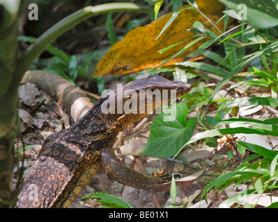 Acqua malese Monitor (Varanus salvator), i capretti. Foto Stock