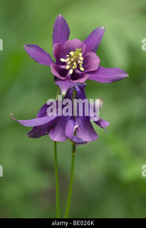 Aquilegia comune (Aquilegia vulgaris) Foto Stock