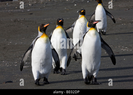 Posa divertente gruppo di luminose colorate pinguini re marciando in formazione capi fino, pinne fuori sulla spiaggia di sabbia nera in Georgia del sud le isole Antartico Foto Stock