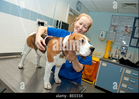 Infermiera veterinaria a PDSA Animal Hospital di esame di un cane beagle Foto Stock