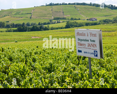 Un cartello in una vigna annuncia il rinomato vino Beaujolais di Moulin à Vent. Foto Stock