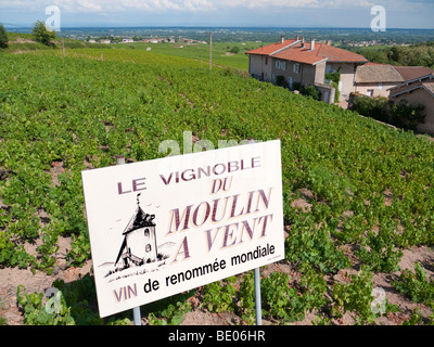 Un cartello in una vigna annuncia il rinomato vino Beaujolais di Moulin à Vent. Foto Stock