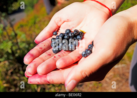 Mirtilli selvatici in mano Foto Stock