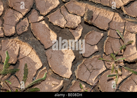 Un ambientale il cambiamento climatico concetto colpo di incrinato terra asciutta. Foto Stock