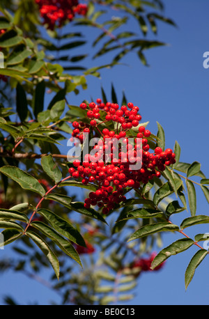 Rowan abbondanti frutti di bosco con cielo azzurro sfondo, Edimburgo, Scozia, Regno Unito, Europa Foto Stock