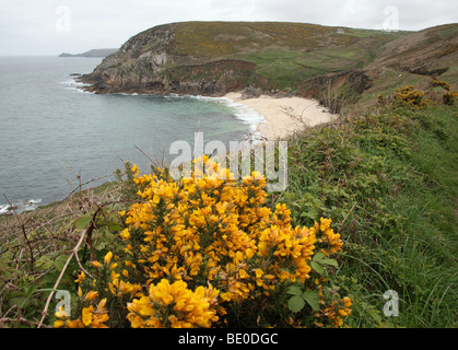 Portheras Cove Cornwall, Inghilterra, Regno Unito nella primavera del tempo con le ginestre fioritura Foto Stock