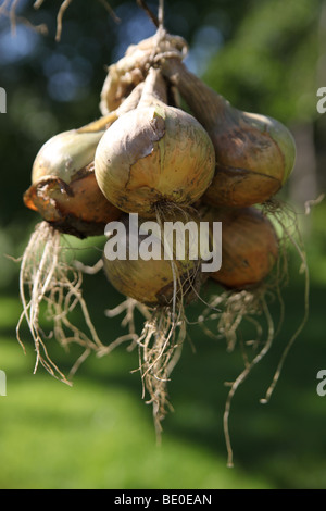 Cipolle fresche, scalogno, di essiccazione Foto Stock